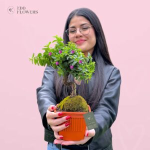 BONSAI - PLANTA